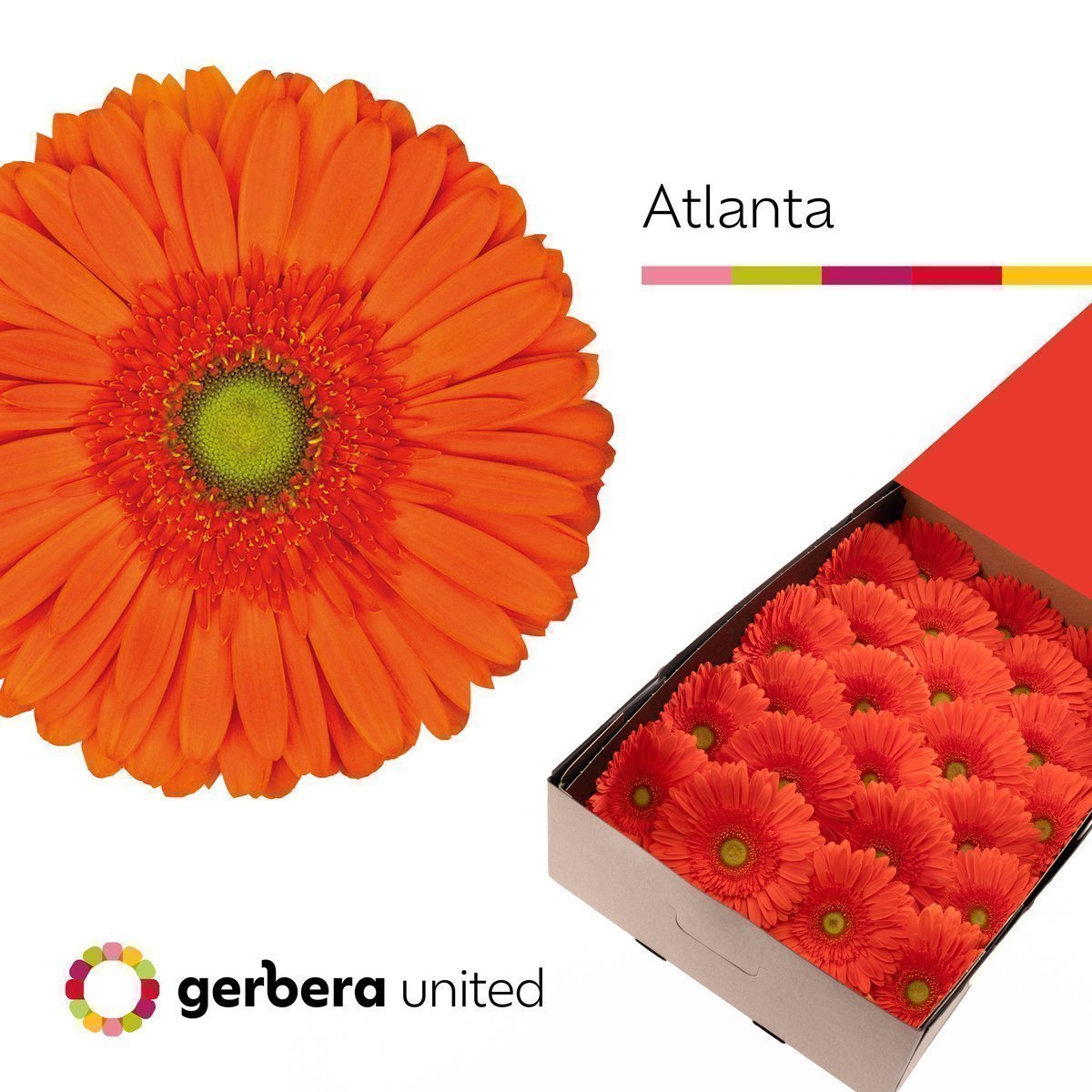 Срезанные цветы оптом Gerbera atlanta от 25шт из Голландии с доставкой по России