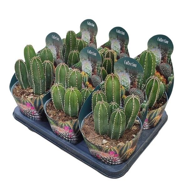 Горшечные цветы и растения оптом Marginatocereus Marginatus Potcover от 6шт из Голландии с доставкой по России