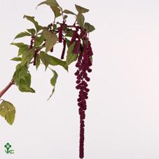 Срезанные цветы оптом Amaranthus caudatus rosary от 50шт из Голландии с доставкой по России