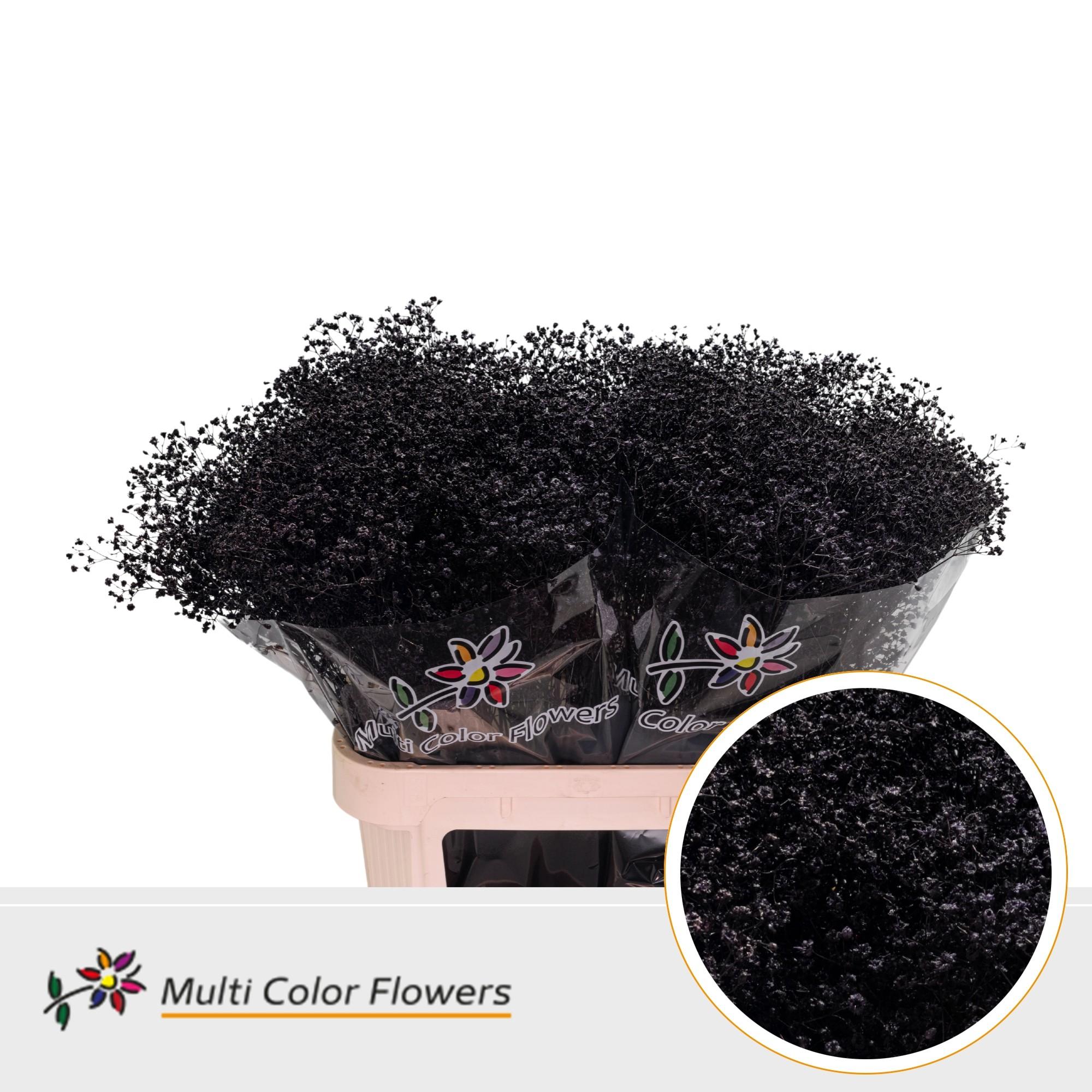 Срезанные цветы оптом Gyps fine paint aubergine от 50шт из Голландии с доставкой по России