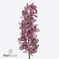 Срезанные цветы оптом Cymbidium pink kensi от 6шт из Голландии с доставкой по России