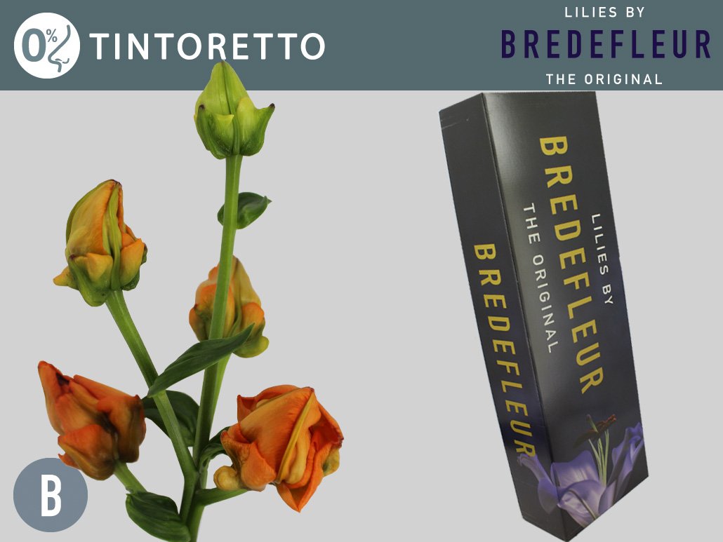 Срезанные цветы оптом Lilium la tintoretto от 30шт. из Голландии с доставкой по России