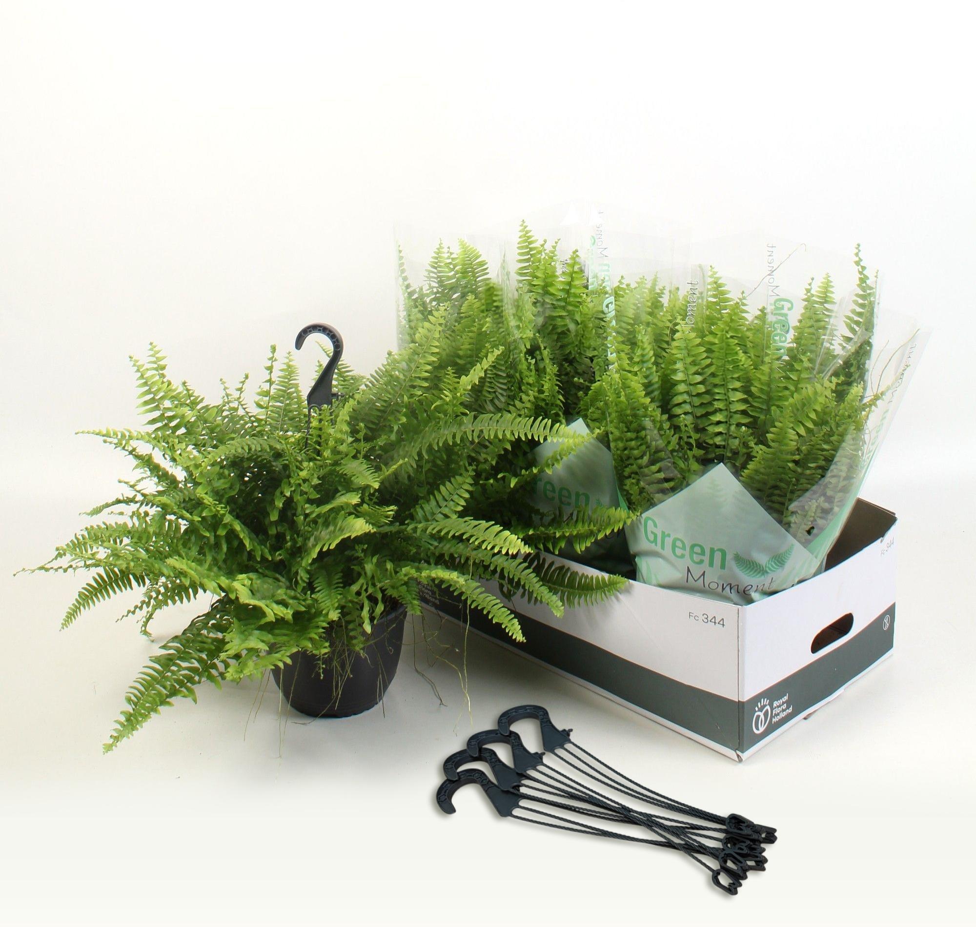 Горшечные цветы и растения оптом Nephr Ex Green Momen от 6шт из Голландии с доставкой по России