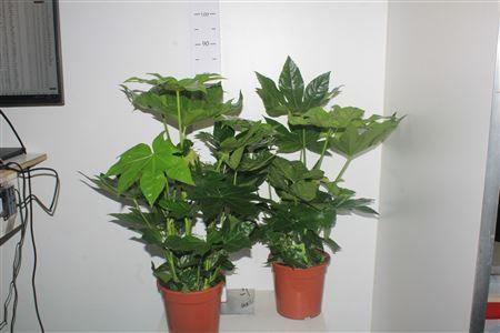 Горшечные цветы и растения оптом Fatsia Ov 5pp от 1шт из Голландии с доставкой по России