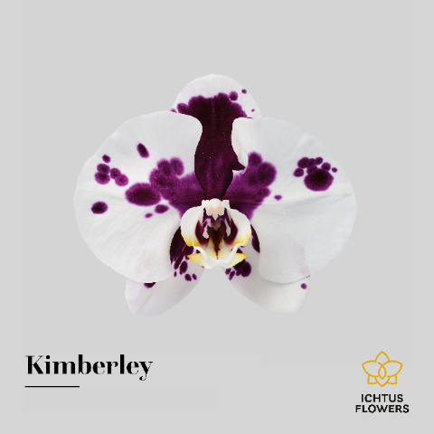 Срезанные цветы оптом Phalaenopsis kimberley (per flower) от 100шт из Голландии с доставкой по России