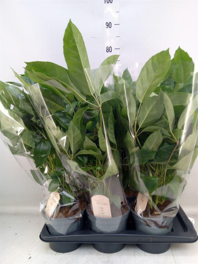 Горшечные цветы и растения оптом Schefflera Actin. от 6шт из Голландии с доставкой по России