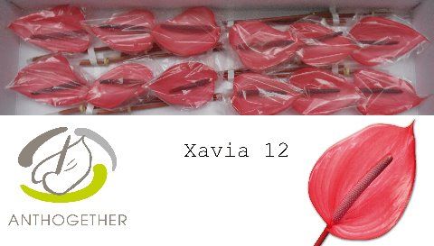 Срезанные цветы оптом Anthurium xavia от 12шт из Голландии с доставкой по России