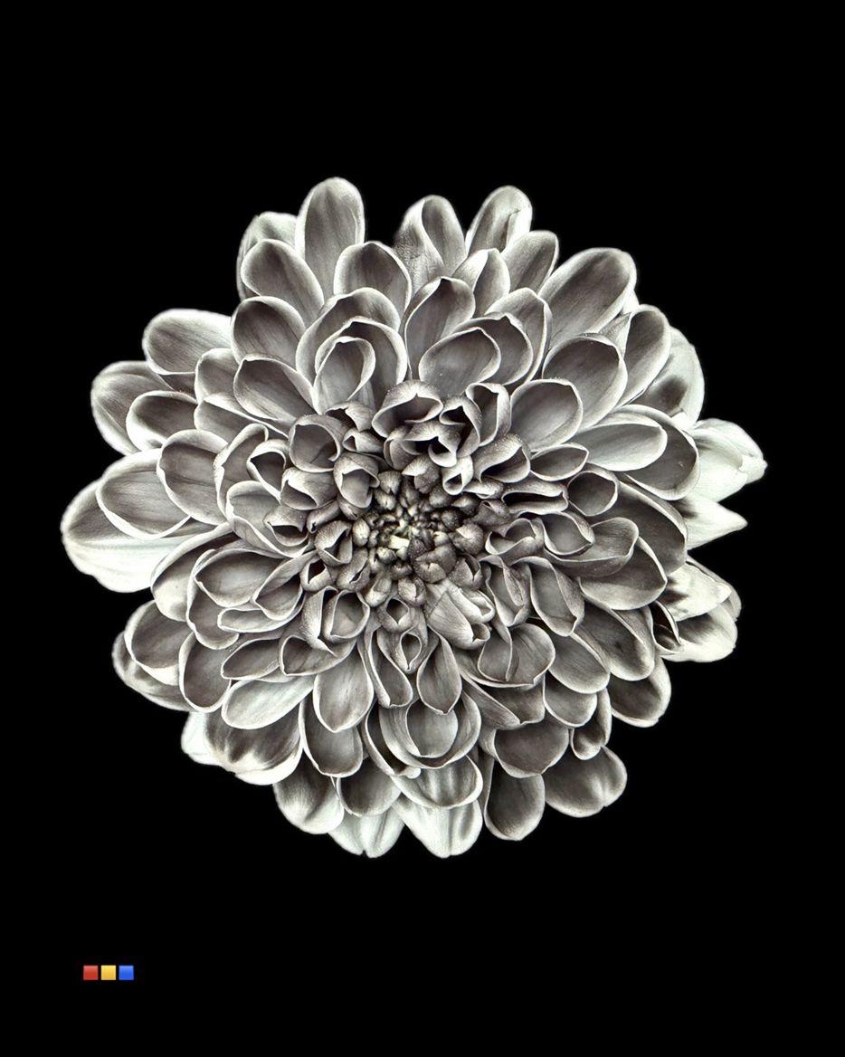 Срезанные цветы оптом Chrys sp paint altaj black от 40шт из Голландии с доставкой по России