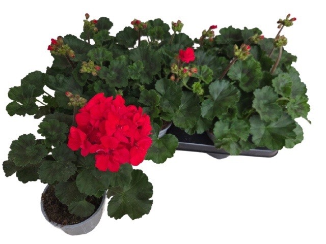 Горшечные цветы и растения оптом Pel Zon P Tan D Red от 12шт из Голландии с доставкой по России