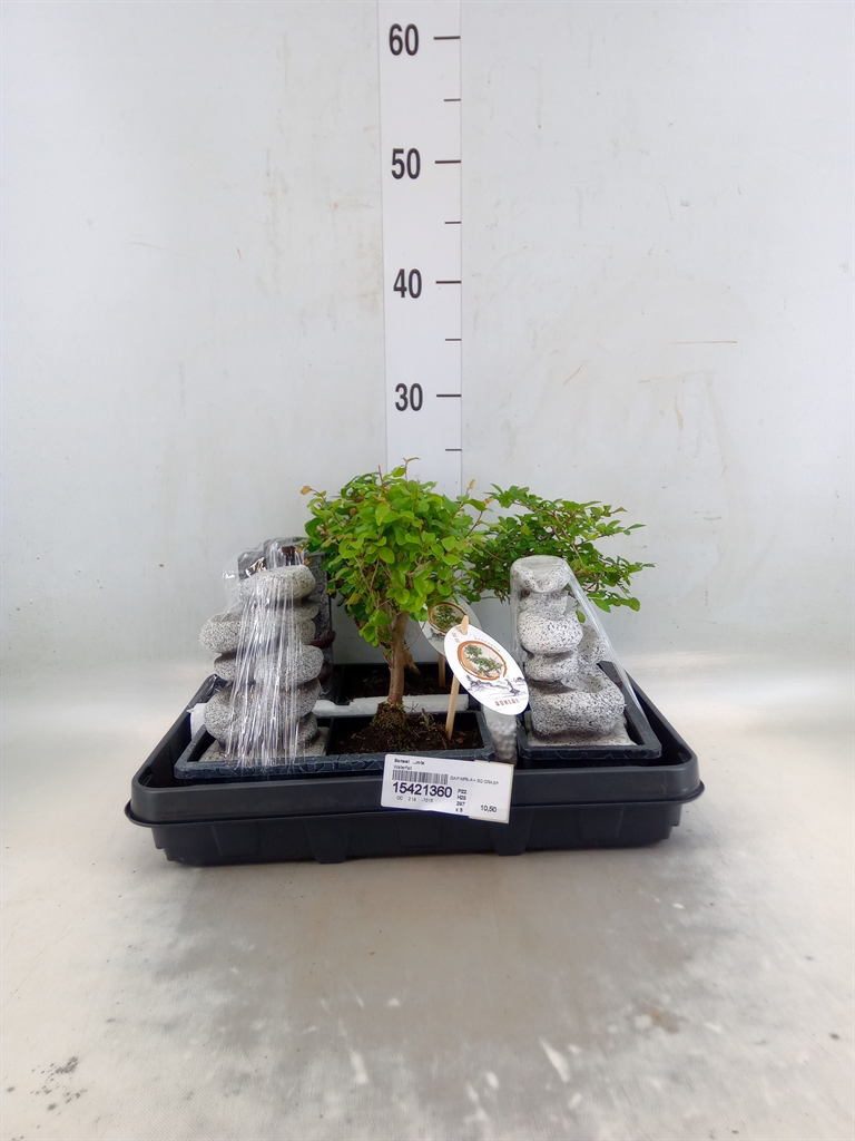 Горшечные цветы и растения оптом Bonsai   ...mix от 3шт из Голландии с доставкой по России