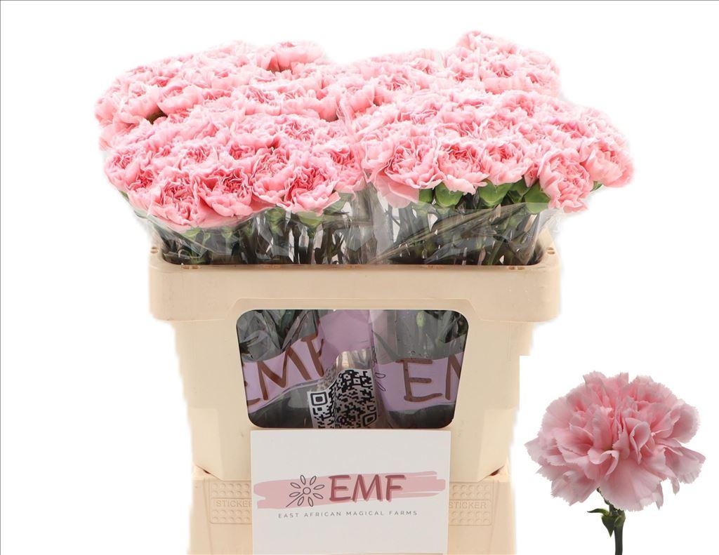Срезанные цветы оптом Dianthus st pink montezuma от 80шт из Голландии с доставкой по России