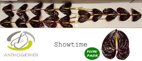 Срезанные цветы оптом Anthurium showtime от 15шт из Голландии с доставкой по России