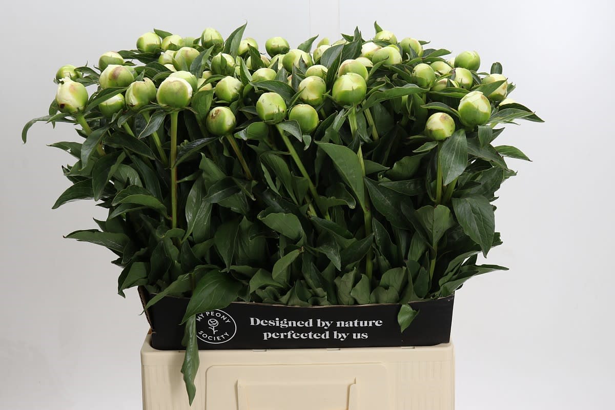 Срезанные цветы оптом Paeonia duchess de nemours от 80шт. из Голландии с доставкой по России