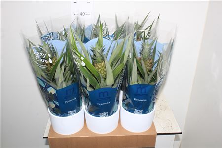 Горшечные цветы и растения оптом Ananas Mi Amigo In Keramiek от 6шт из Голландии с доставкой по России