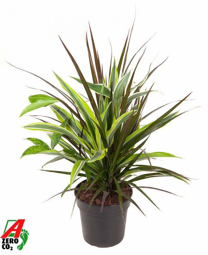 Горшечные цветы и растения оптом Plant Mix 3 In Pot от 1шт из Голландии с доставкой по России