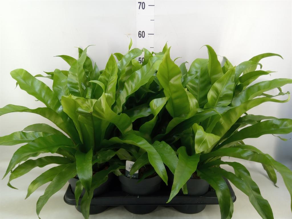 Горшечные цветы и растения оптом Asplenium Antiquum от 6шт из Голландии с доставкой по России