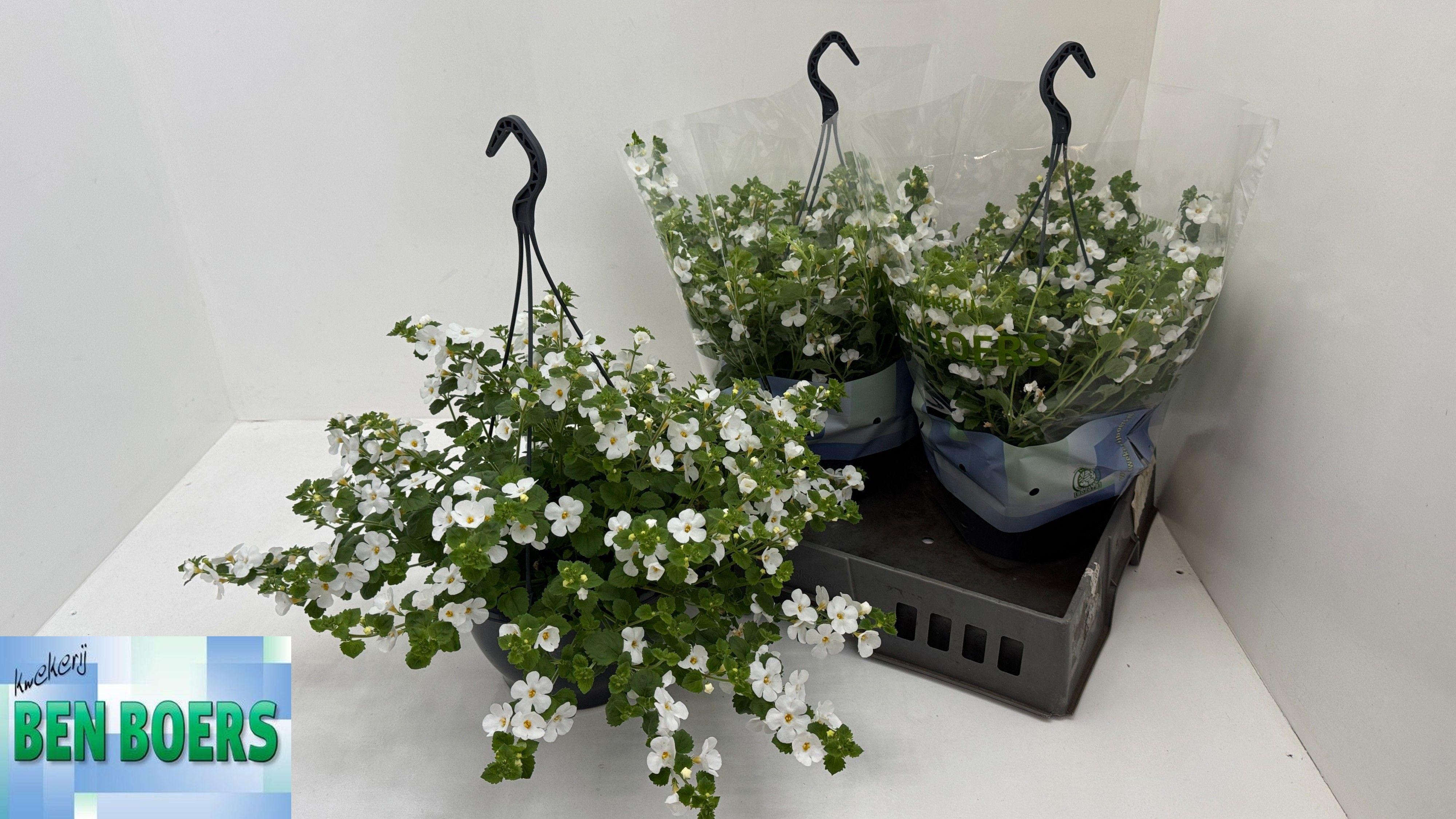 Горшечные цветы и растения оптом Sut Sco Gull D White от 3шт из Голландии с доставкой по России