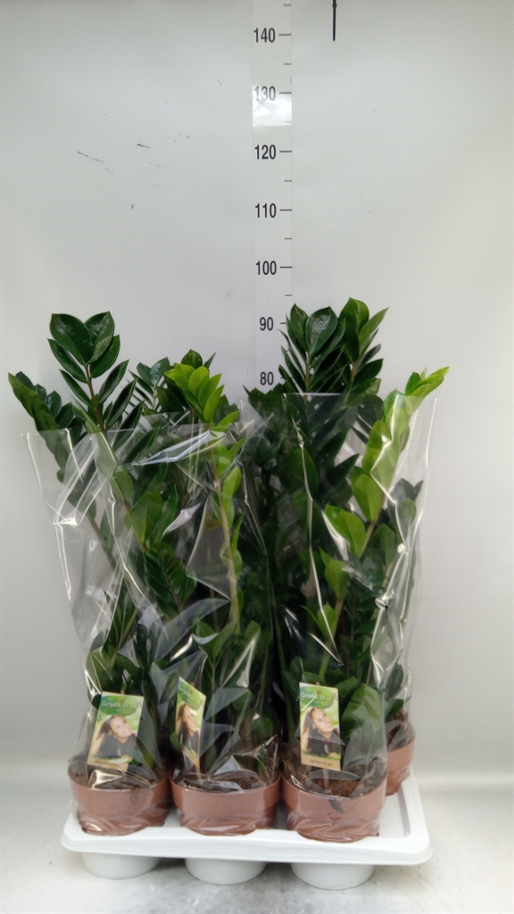 Горшечные цветы и растения оптом Zamioculcas Zamiifolia от 6шт из Голландии с доставкой по России