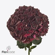 Срезанные цветы оптом Hydrangea mag dark ruby classic от 10шт из Голландии с доставкой по России
