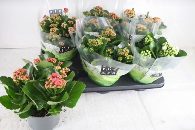 Горшечные цветы и растения оптом Kal Ge Gem 5 Kl от 6шт из Голландии с доставкой по России