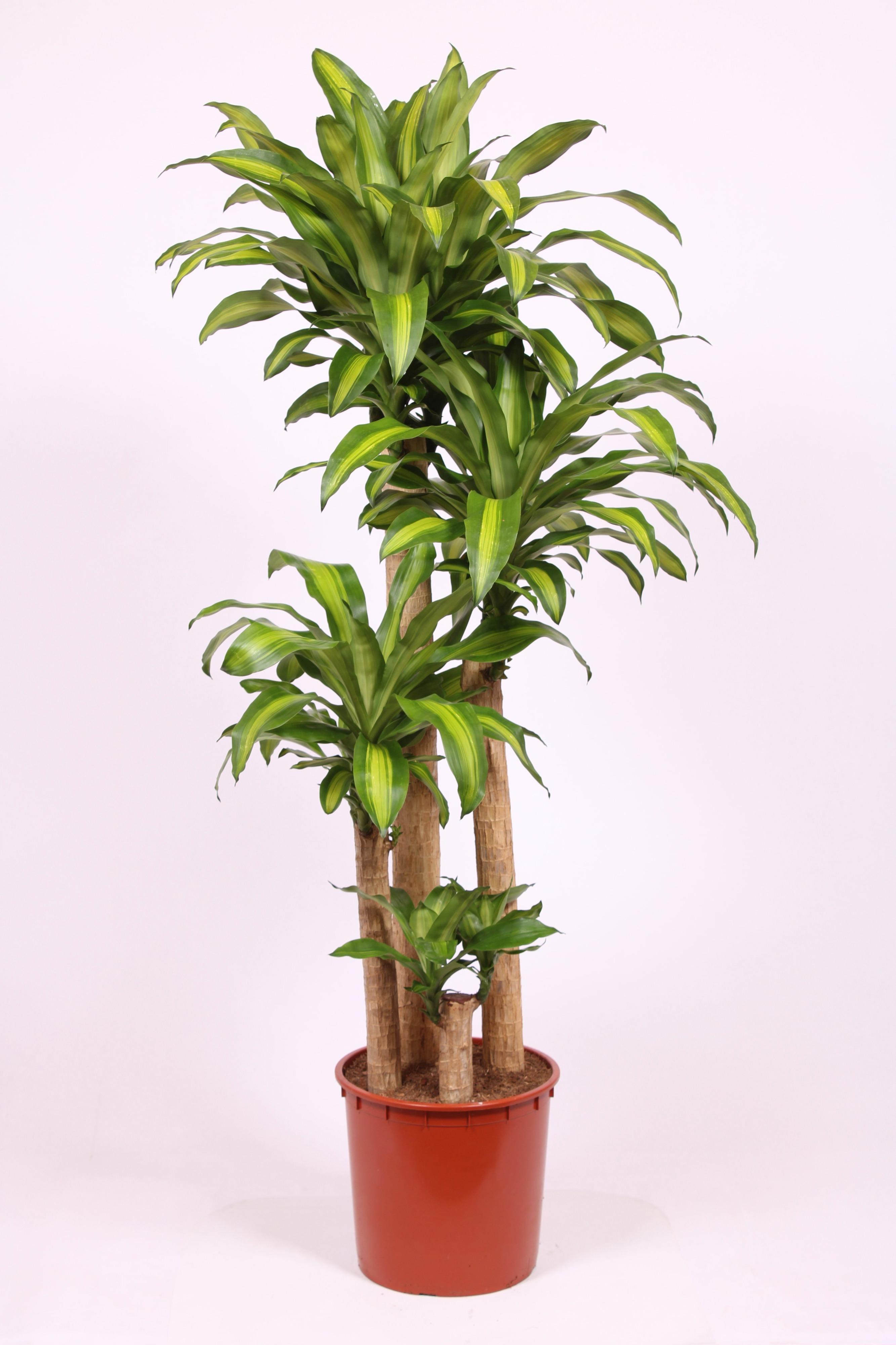 Горшечные цветы и растения оптом Dracaena Massangeana 120-90-60-30 от 1шт из Голландии с доставкой по России