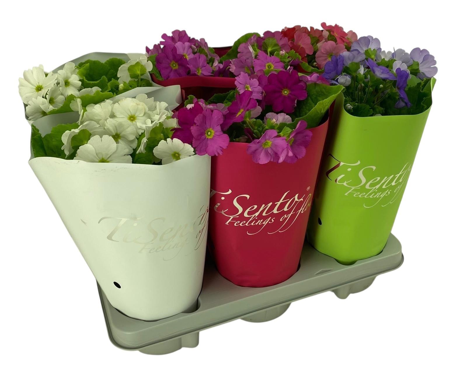 Горшечные цветы и растения оптом Prim Ob Gem от 6шт из Голландии с доставкой по России