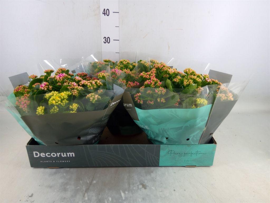 Горшечные цветы и растения оптом Kalanchoe Blos.   ..rosebud Mix/pot от 3шт из Голландии с доставкой по России