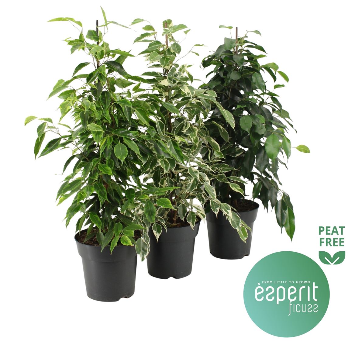 Горшечные цветы и растения оптом Ficus Be Royal Mix 2-3srt. от 6шт из Голландии с доставкой по России