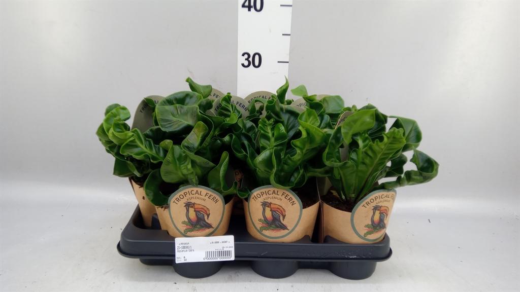 Горшечные цветы и растения оптом Asplenium Nidus от 9шт из Голландии с доставкой по России