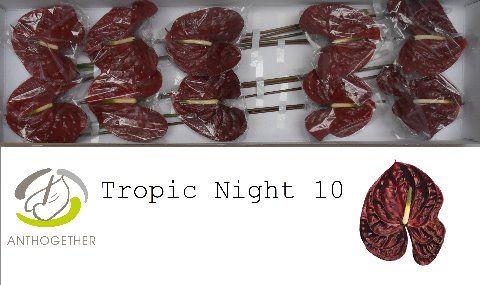 Срезанные цветы оптом Anthurium tropic night от 10шт из Голландии с доставкой по России