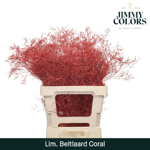 Срезанные цветы оптом Limonium beltlaard paint coral от 50шт из Голландии с доставкой по России
