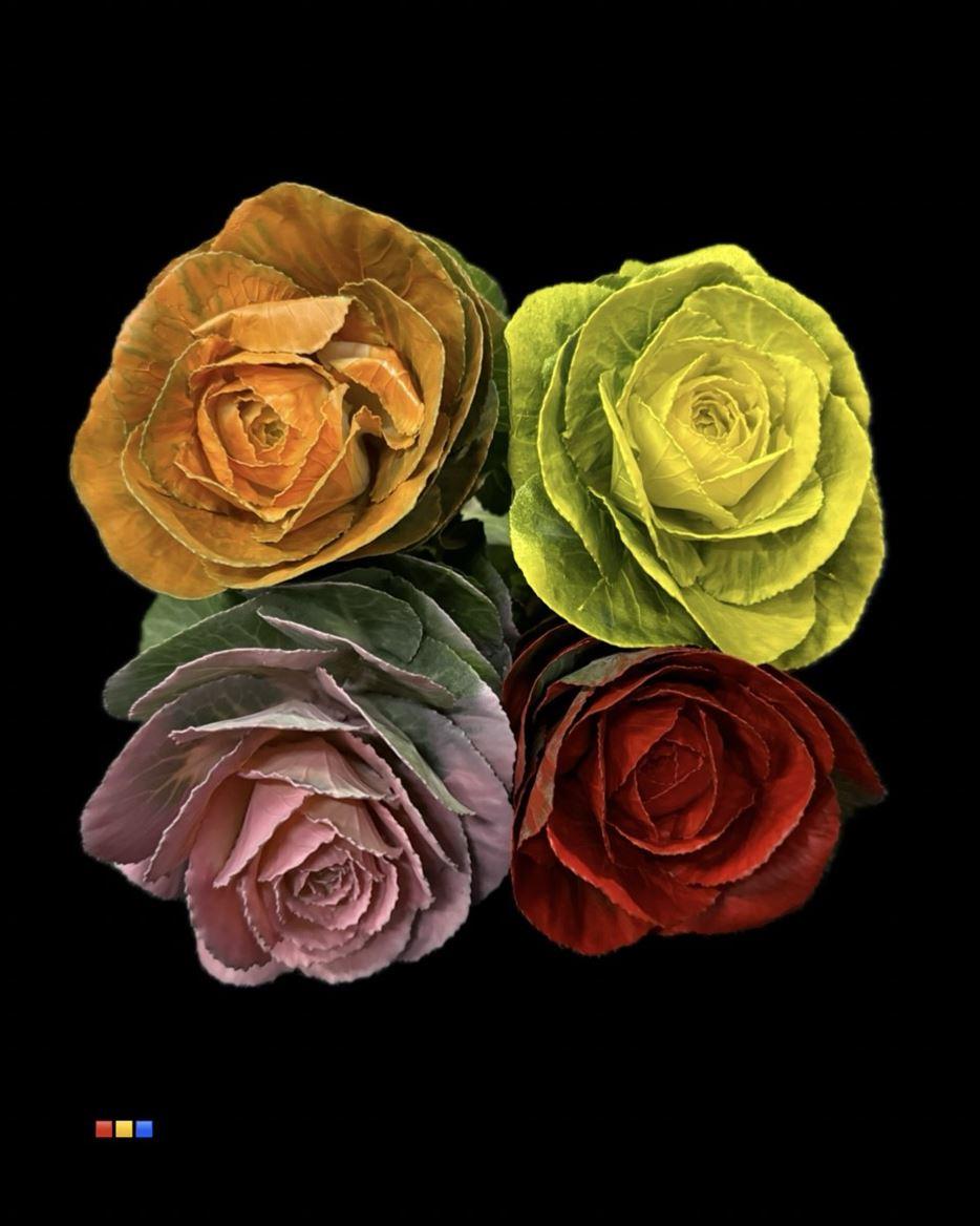 Срезанные цветы оптом Brassica paint mix от 20шт из Голландии с доставкой по России