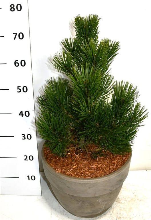 Горшечные цветы и растения оптом Pinus Heldreichii Little Dracula от 1шт из Голландии с доставкой по России