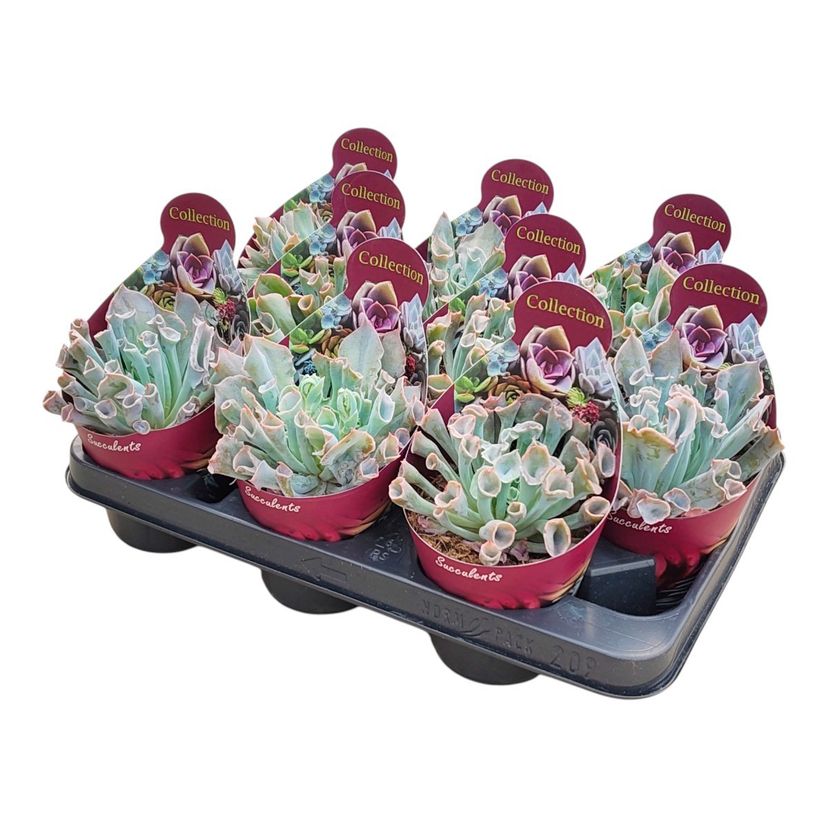 Горшечные цветы и растения оптом Echeveria Trumpet Pinky от 9шт из Голландии с доставкой по России