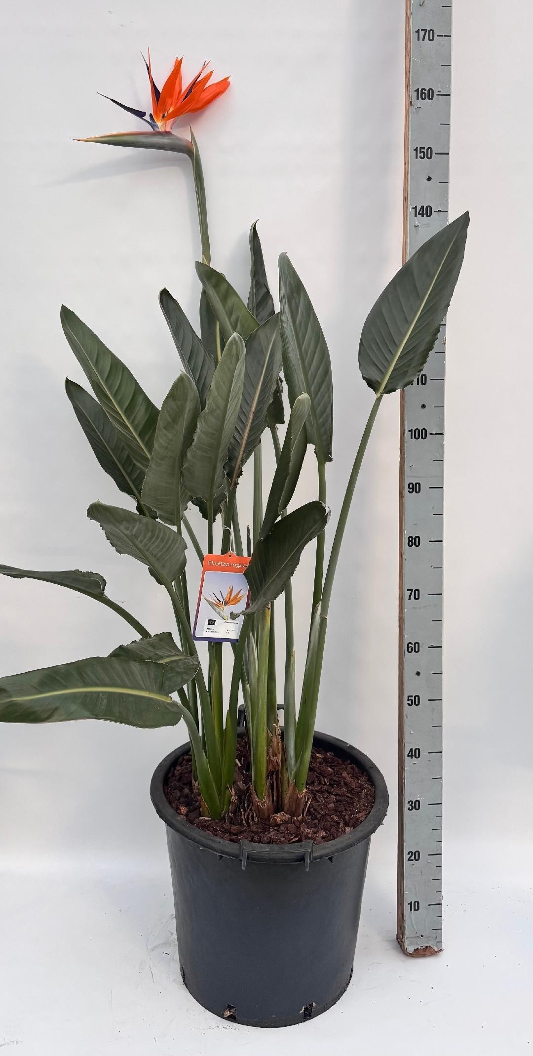 Горшечные цветы и растения оптом Strelitzia Regin Bl от 1шт из Голландии с доставкой по России