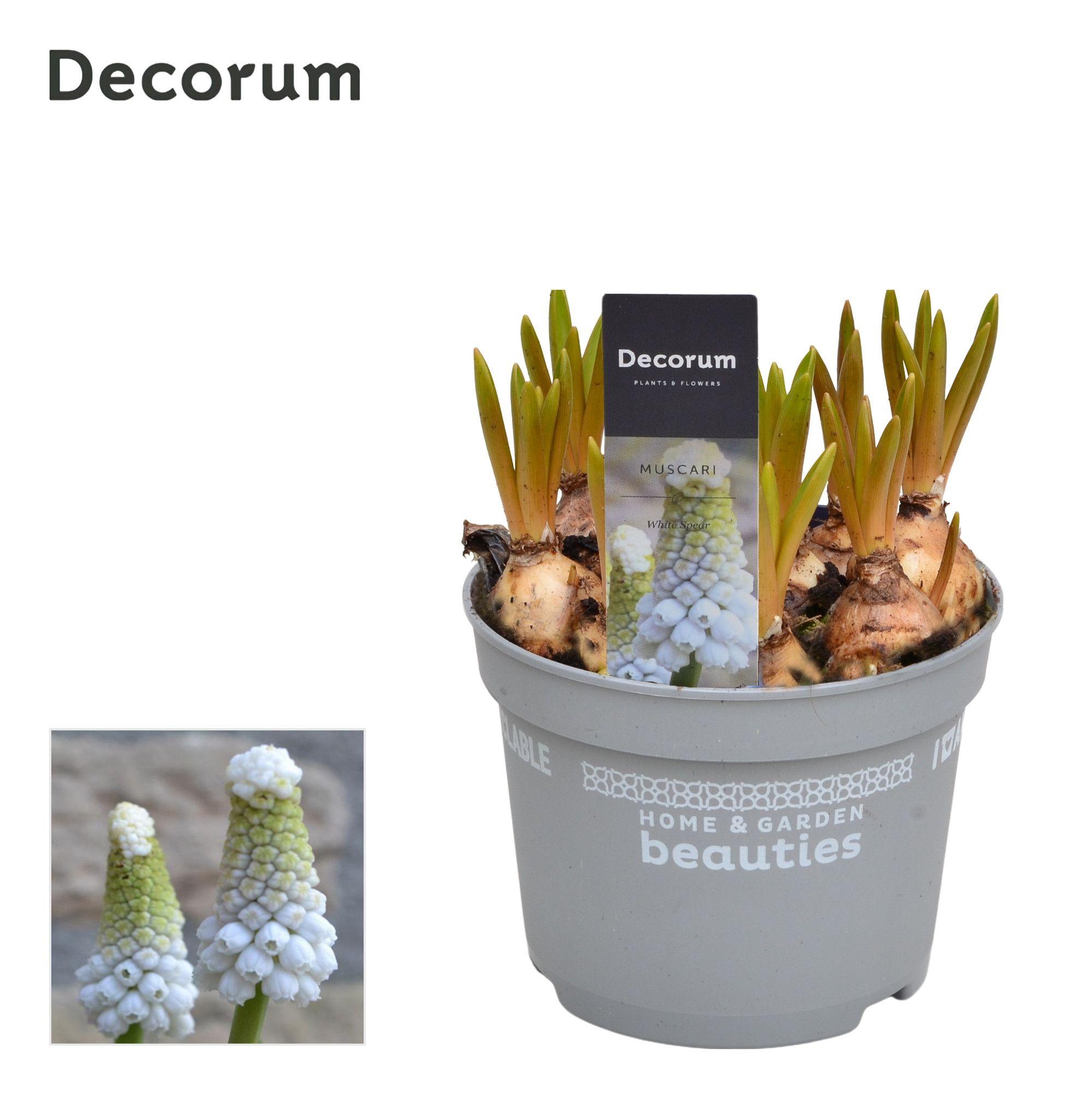 Горшечные цветы и растения оптом Muscari White Spear (decorum) от 10шт из Голландии с доставкой по России