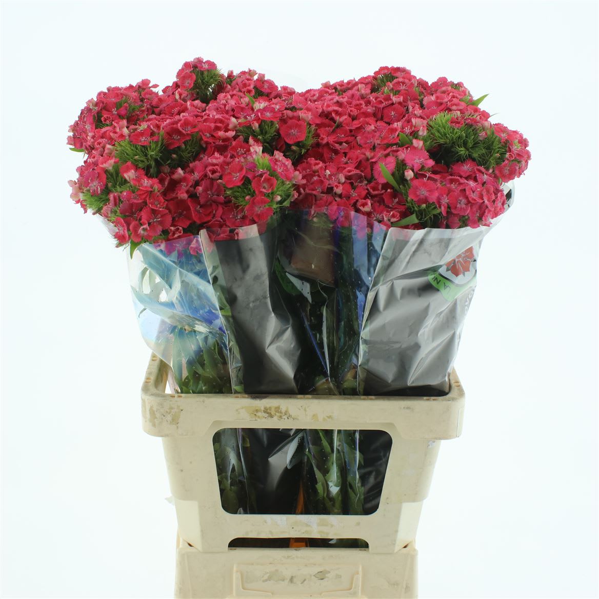 Срезанные цветы оптом Dianthus br sweet will coral от 50шт из Голландии с доставкой по России
