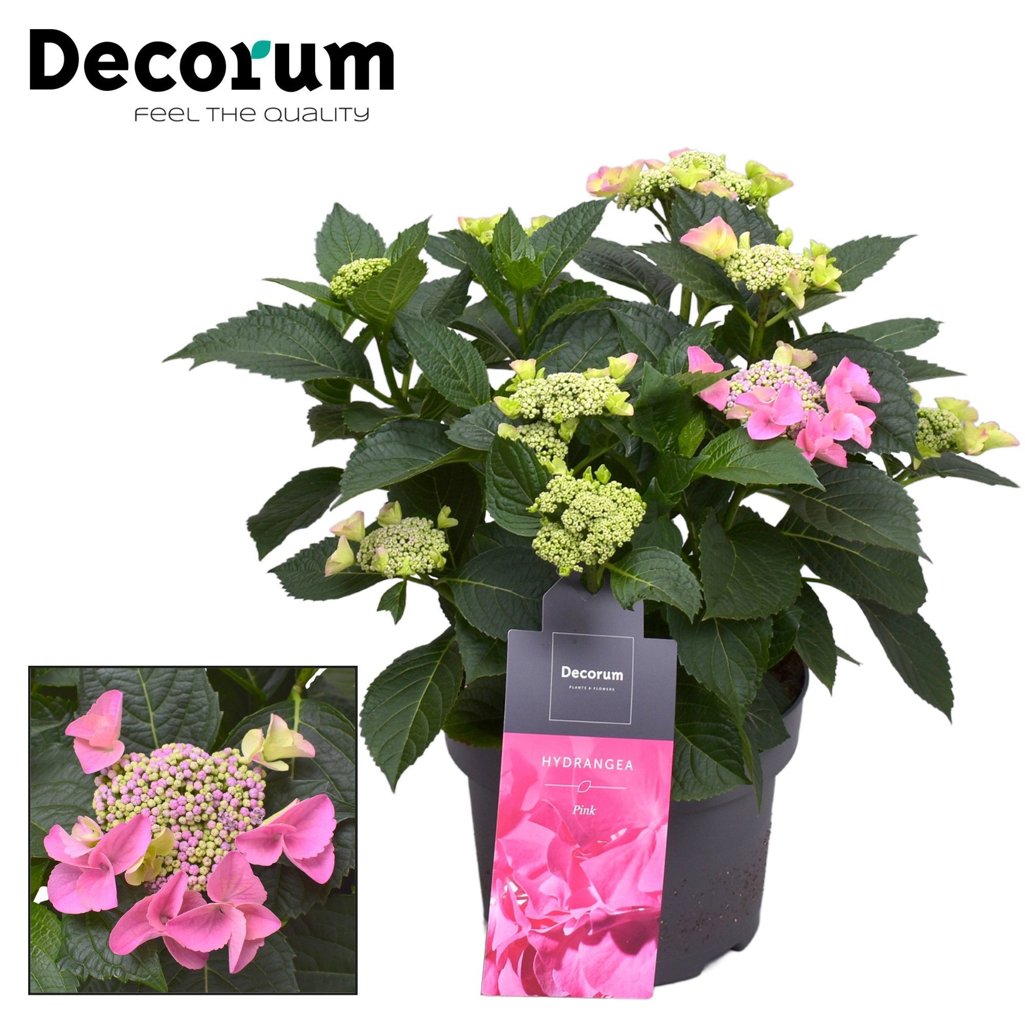 Горшечные цветы и растения оптом Hydrangea Teller Nizza Pink 7+ (decorum) от 1шт из Голландии с доставкой по России