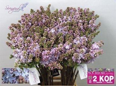 Срезанные цветы оптом Syringa michel buchner от 20шт из Голландии с доставкой по России