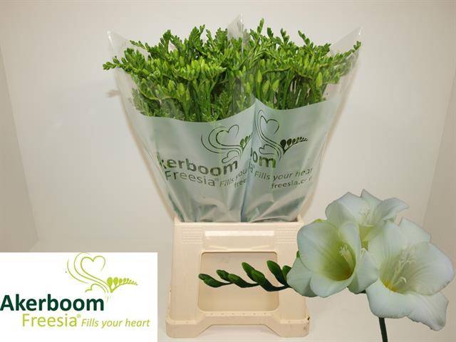 Срезанные цветы оптом Freesia si wonderful white от 100шт из Голландии с доставкой по России