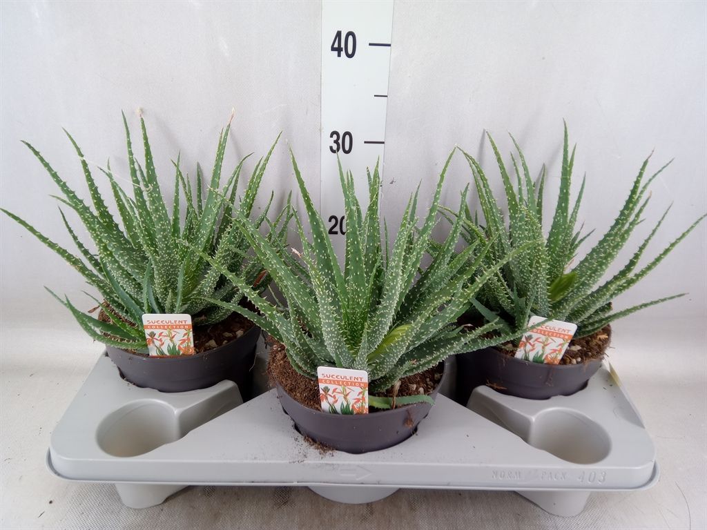 Горшечные цветы и растения оптом Aloe Humilis от 3шт из Голландии с доставкой по России