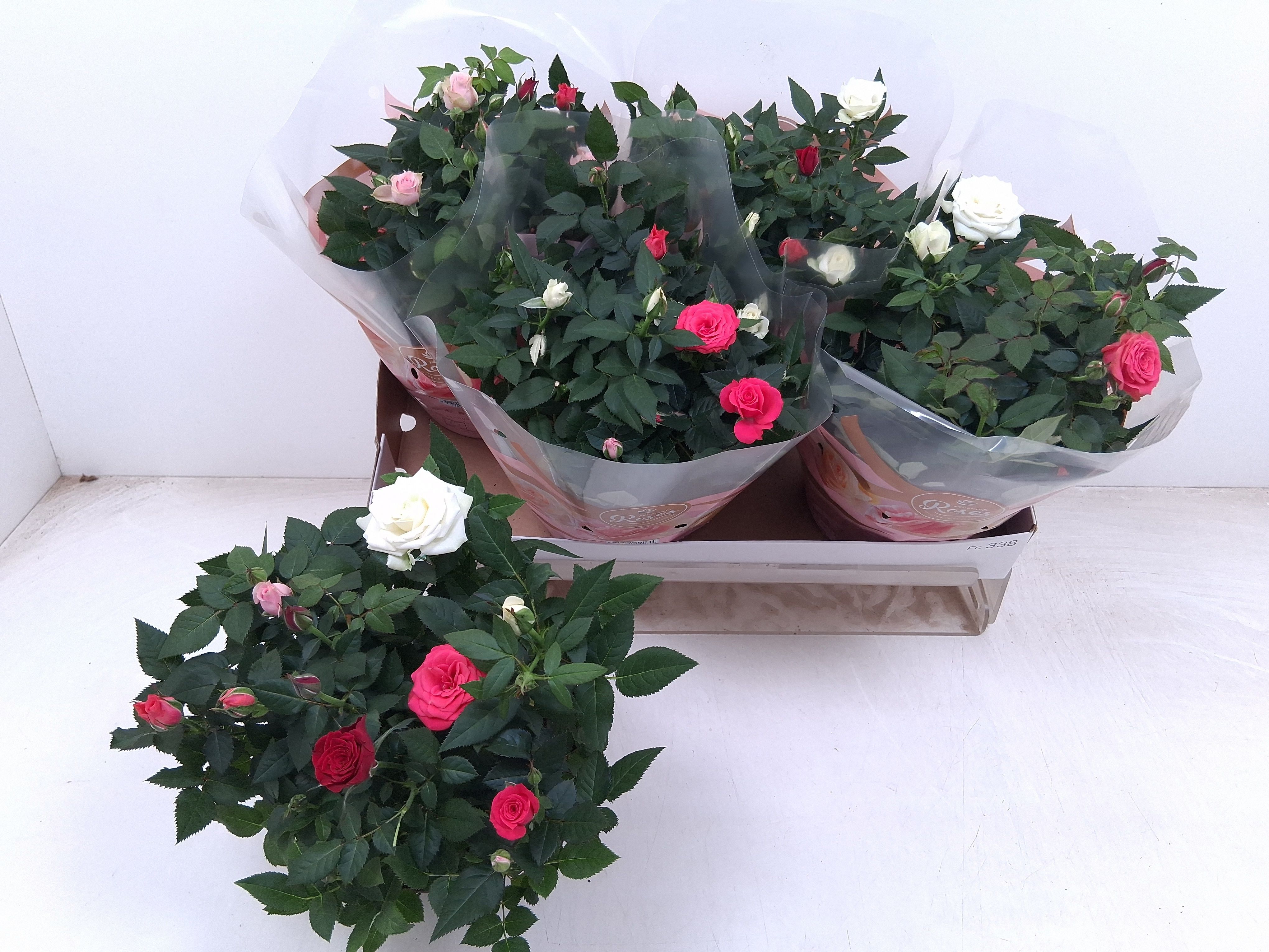 Горшечные цветы и растения оптом Ro Fav Festiv Gem Ip от 4шт из Голландии с доставкой по России