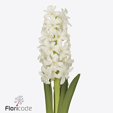 Срезанные цветы оптом Hyacinthus aiolos от 50шт из Голландии с доставкой по России