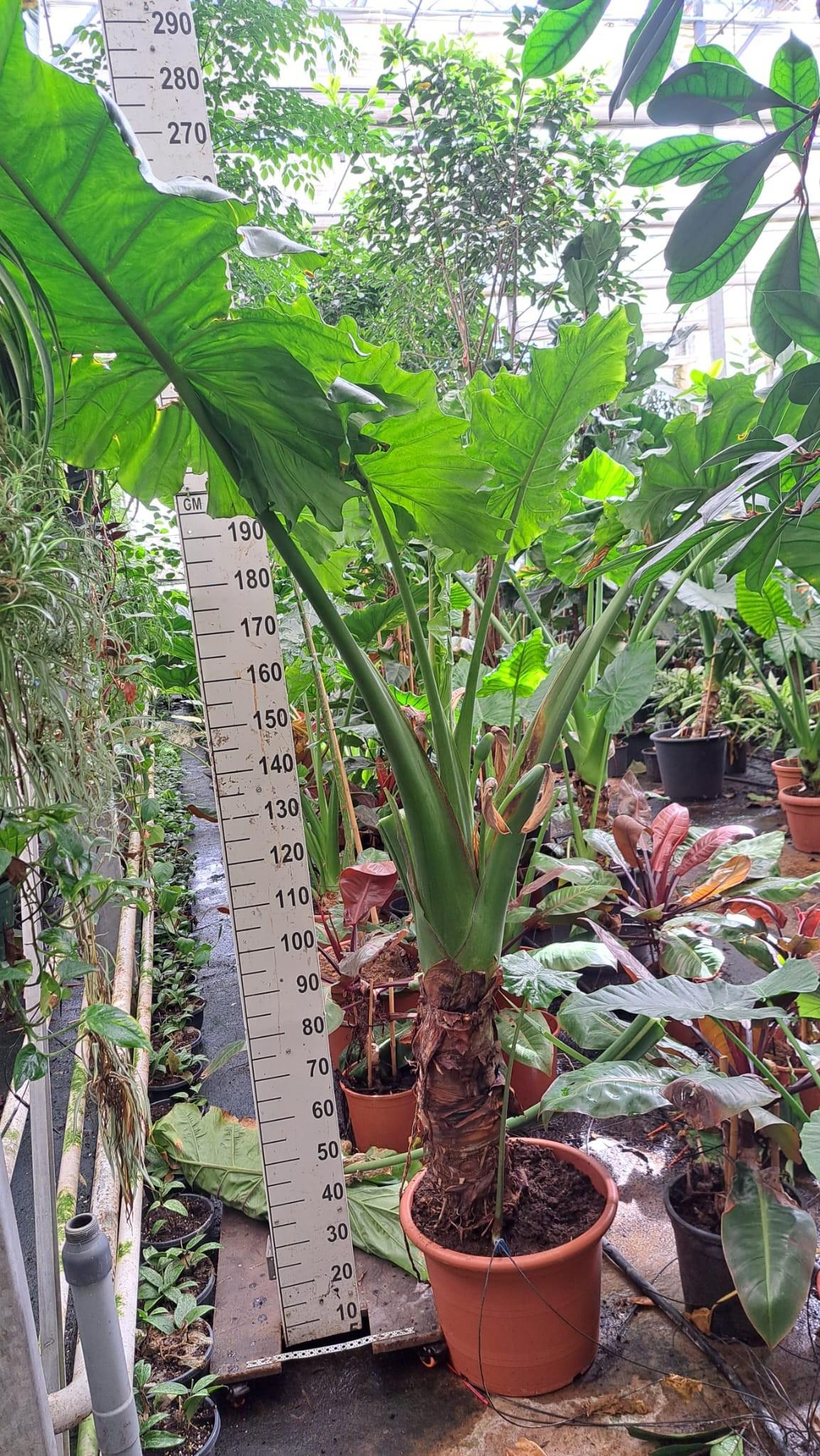 Горшечные цветы и растения оптом Alocasia Portodora Toef от 1шт (для телеги) из Голландии с доставкой по России