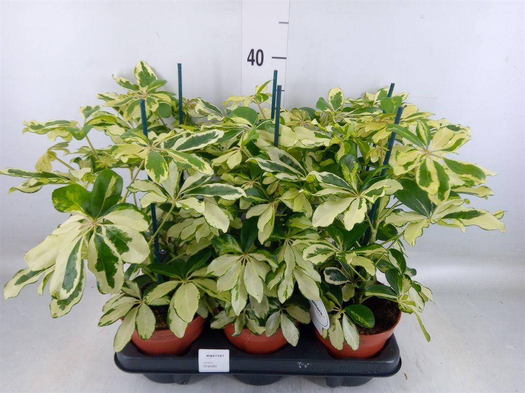 Горшечные цветы и растения оптом Schefflera Charlotte от 6шт из Голландии с доставкой по России