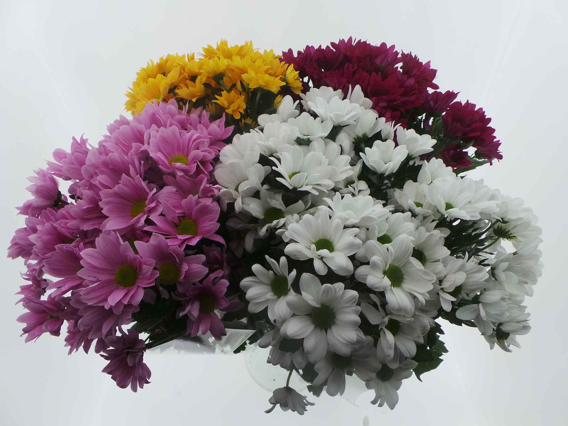 Срезанные цветы оптом Bouquet mono chrys x5 mix 60cm от 10шт из Голландии с доставкой по России