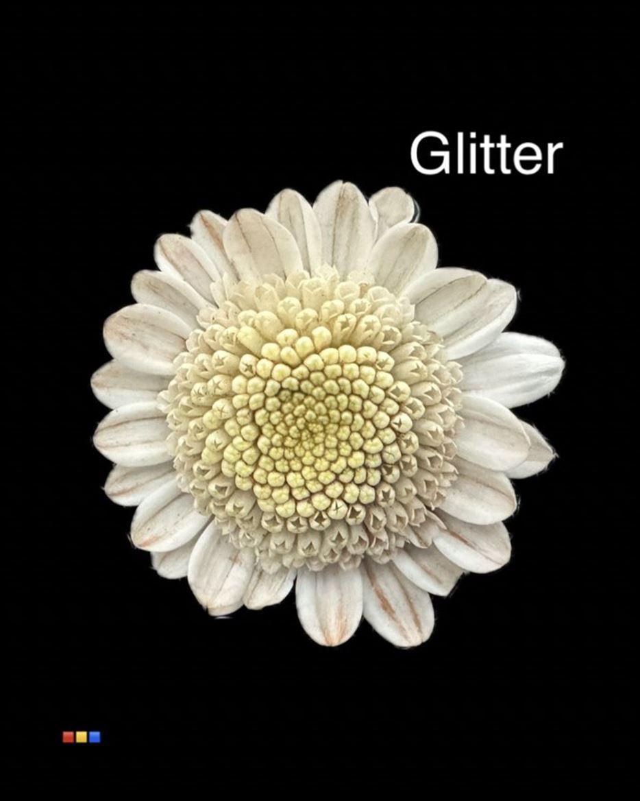 Срезанные цветы оптом Chrys sp paint stallion dusty taupe + glitter от 60шт из Голландии с доставкой по России