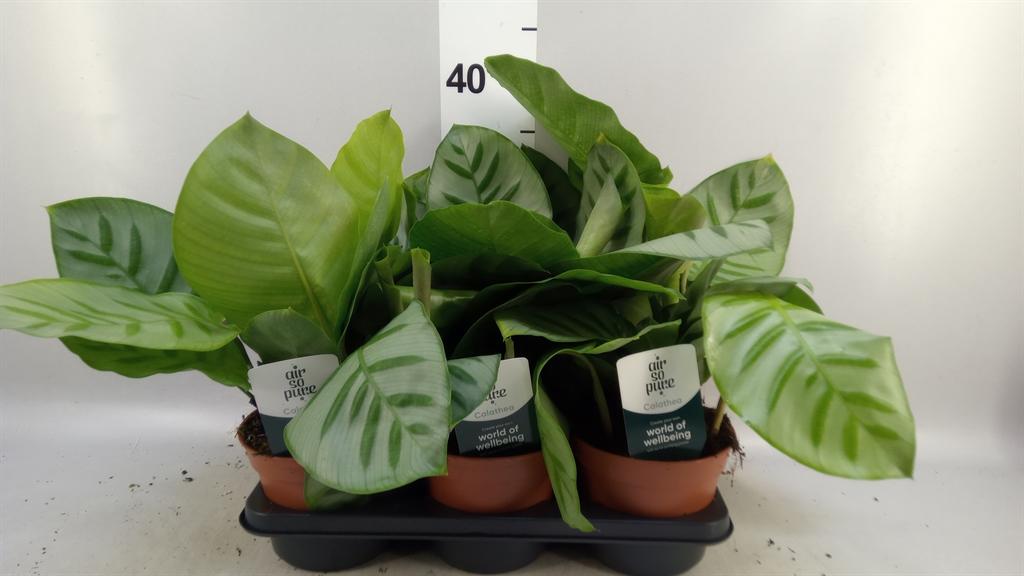 Горшечные цветы и растения оптом Calathea Fasciata от 6шт из Голландии с доставкой по России
