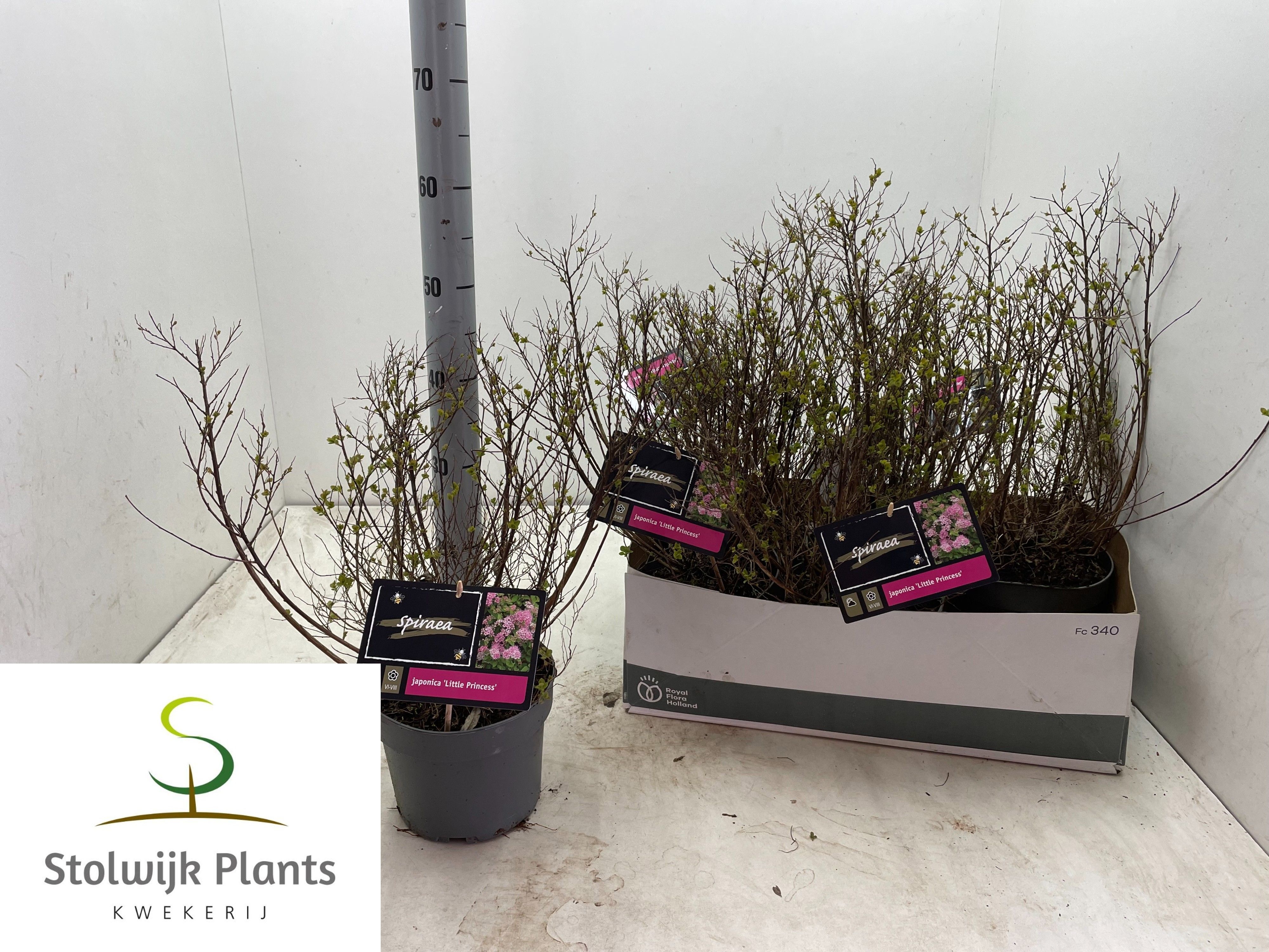 Горшечные цветы и растения оптом Spi Jap Little Princ от 6шт из Голландии с доставкой по России