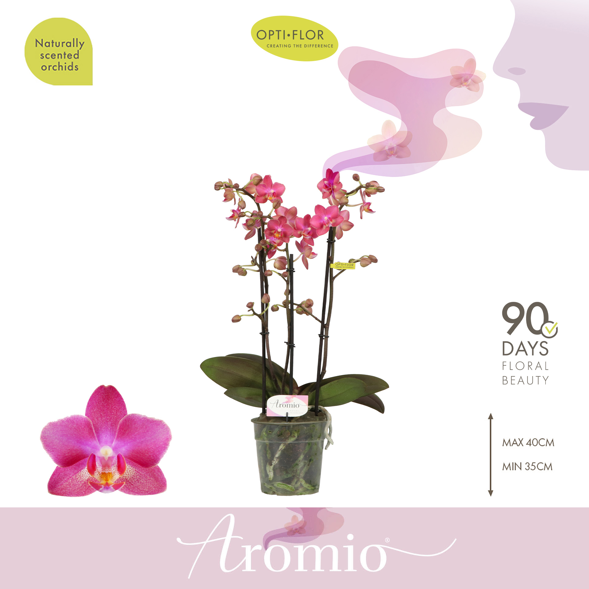 Горшечные цветы и растения оптом Phal Aromio 3st Floral 25+ от 6шт из Голландии с доставкой по России